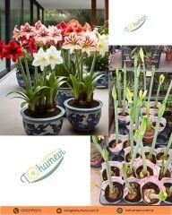 Hippeastrum (Amaryllis) Çiçeği – Saksıda