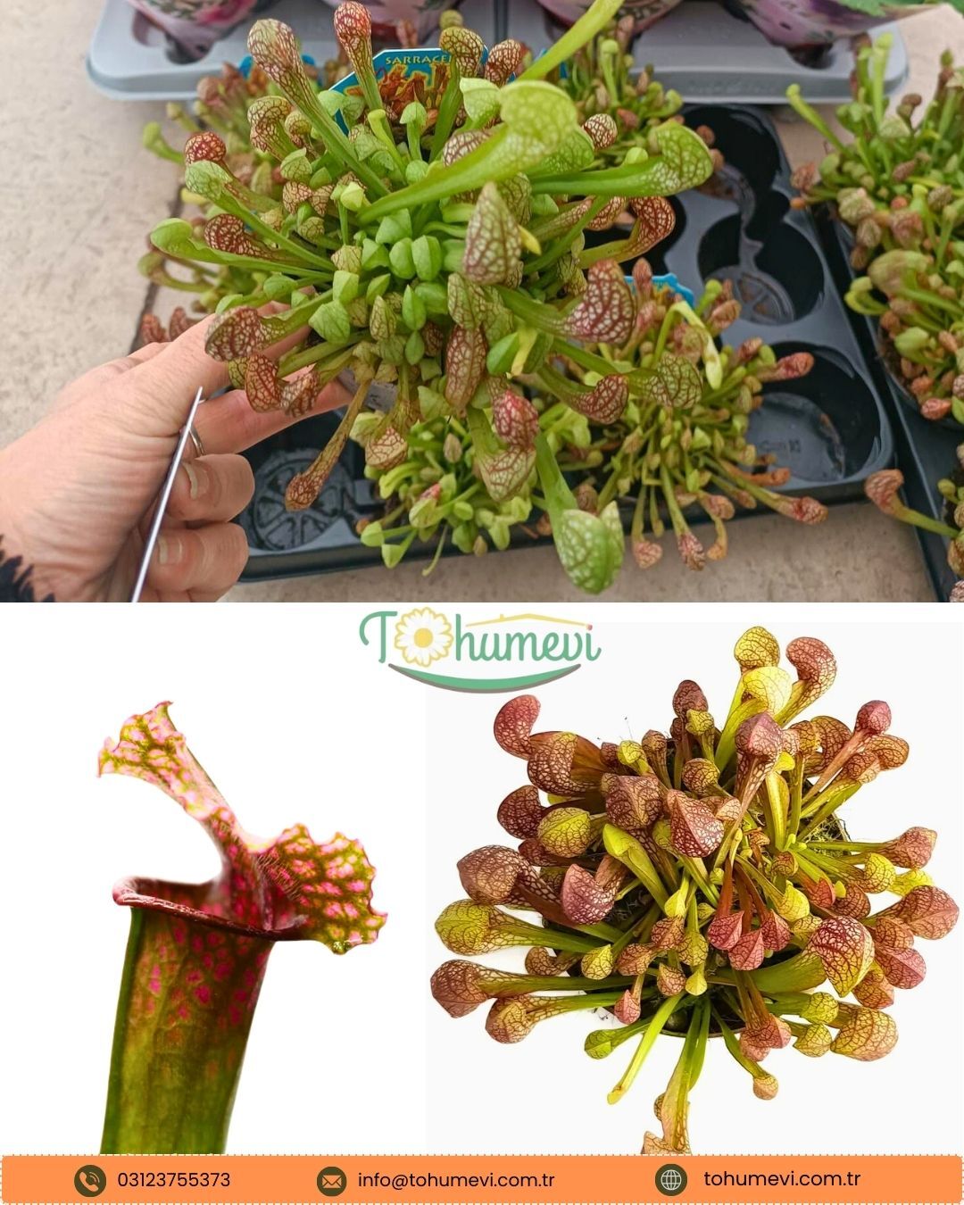 Sarracenia Psittacina – Papağan Sürahi Bitkisi - Et Yiyen Bitki