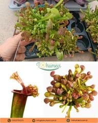 Sarracenia Psittacina – Papağan Sürahi Bitkisi - Et Yiyen Bitki