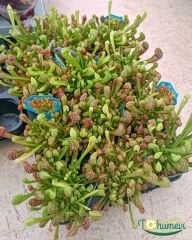 Sarracenia Psittacina – Papağan Sürahi Bitkisi - Et Yiyen Bitki