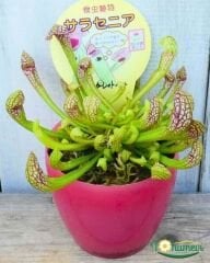 Sarracenia Psittacina – Papağan Sürahi Bitkisi - Et Yiyen Bitki