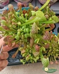 Sarracenia Psittacina – Papağan Sürahi Bitkisi - Et Yiyen Bitki