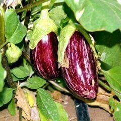 ﻿Çizgili Patlıcan Tohumu - Yamula