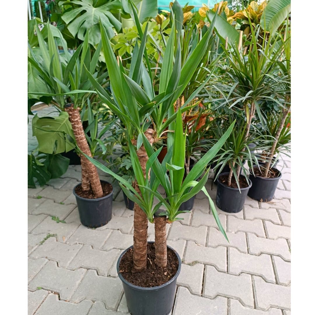 Yuka Bitkisi - Yucca Elephantipes Çift Dikim