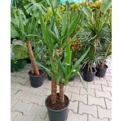 Yuka Bitkisi - Yucca Elephantipes Çift Dikim