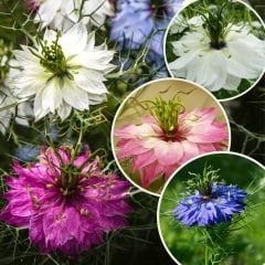 Çörekotu çiçeği tohumu - nigella damoscena