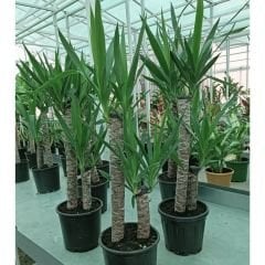 Yuka Bitkisi - Yucca Elephantipes Çift Dikim