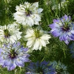 Çörekotu çiçeği tohumu - nigella damoscena