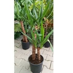 Yuka Bitkisi - Yucca Elephantipes Çift Dikim
