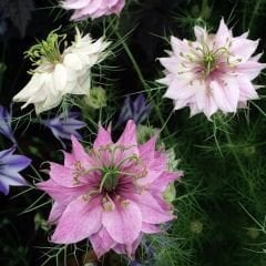 Çörekotu çiçeği tohumu - nigella damoscena