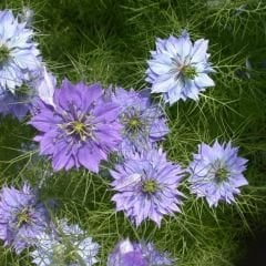 Çörekotu çiçeği tohumu - nigella damoscena