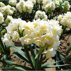 Erlicher Nergis Soğanı (Yoğun Kokulu) – Double Daffodil