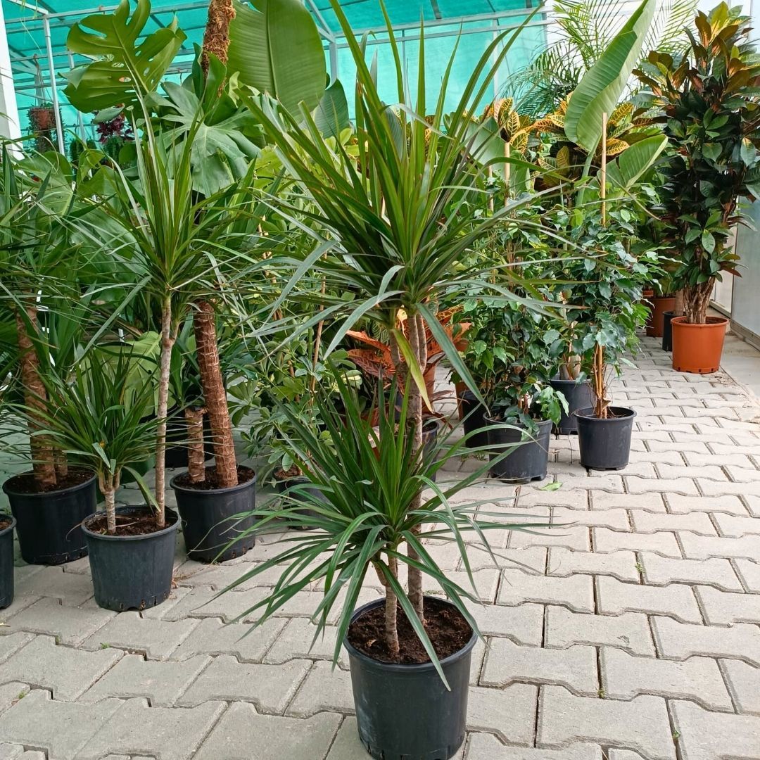Dracaena Marginata Çiftli Dikim 110-130 cm