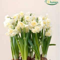 Erlicher Nergis Soğanı (Yoğun Kokulu) – Double Daffodil