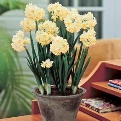 ﻿Erlicher Nergis Soğanı – Double Daffodil