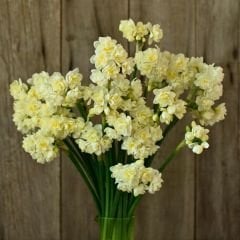 ﻿Erlicher Nergis Soğanı – Double Daffodil