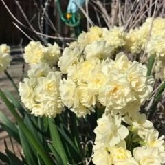 ﻿Erlicher Nergis Soğanı – Double Daffodil