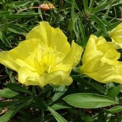 Ezan Çiçeği Tohumu - Gece Mumu - Oenothera