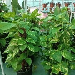 Patos Salon Sarmaşığı Sopalı 60 cm - Golden Pothos - Epipremnum Aureum