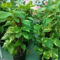 Patos Salon Sarmaşığı Sopalı 60 cm - Golden Pothos - Epipremnum Aureum