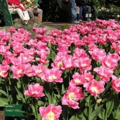 Fancy Frills Lale Soğanı  - Tulipa - Açık Pembe, Hafif Beyaz