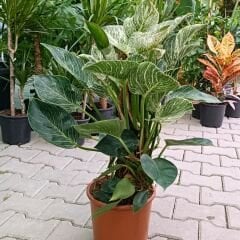 Philodendron Birkin White Measure Sopalı - Beyaz Philodendron