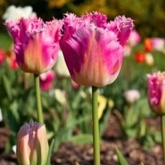 Fancy Frills Lale Soğanı  - Tulipa - Açık Pembe, Hafif Beyaz