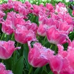 Fancy Frills Lale Soğanı  - Tulipa - Açık Pembe, Hafif Beyaz