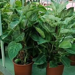 Philodendron Birkin White Measure Sopalı - Beyaz Philodendron