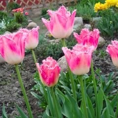 Fancy Frills Lale Soğanı  - Tulipa - Açık Pembe, Hafif Beyaz