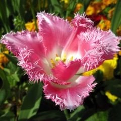Fancy Frills Lale Soğanı  - Tulipa - Açık Pembe, Hafif Beyaz