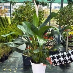 Spathiphyllum - Barış Çiçeği