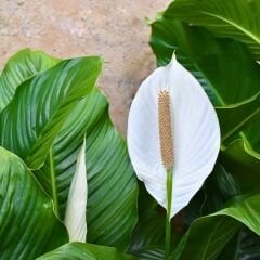 Spathiphyllum - Barış Çiçeği