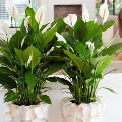 Spathiphyllum - Barış Çiçeği