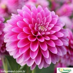 Dahlia yıldız çiçeği dalya Galeri Remprand Pembe