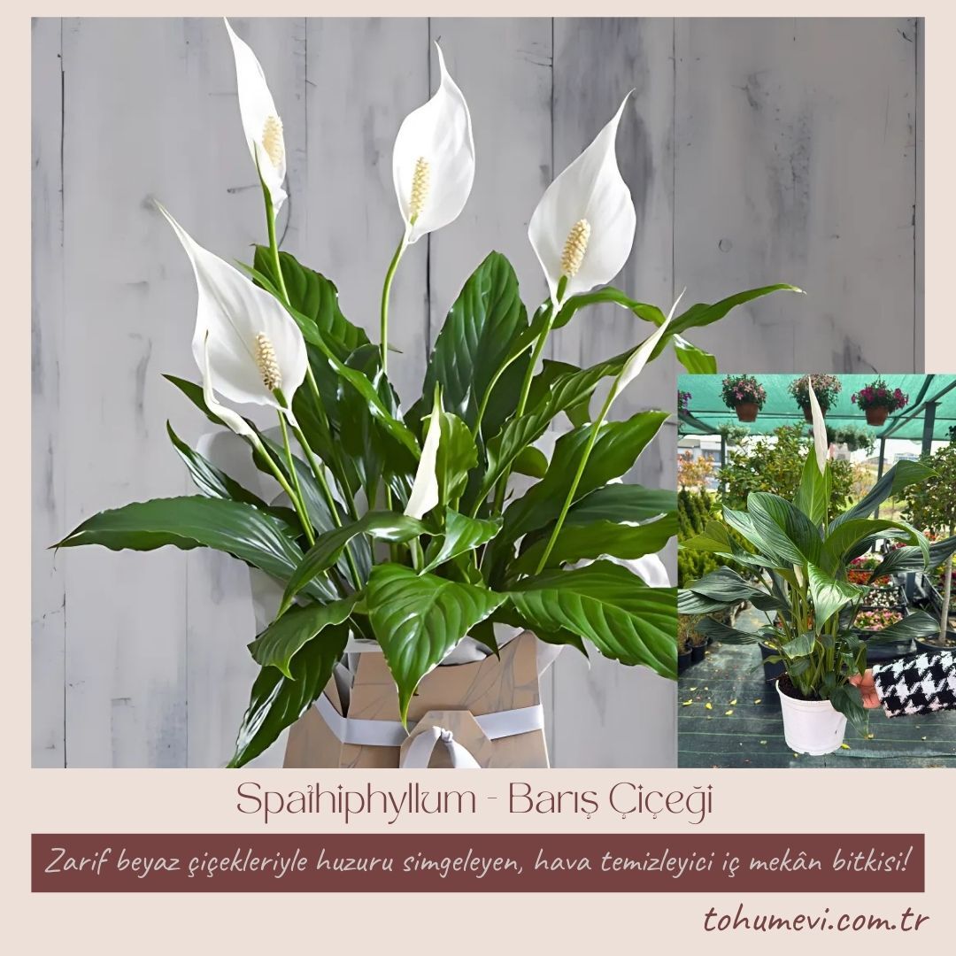 Spathiphyllum - Barış Çiçeği