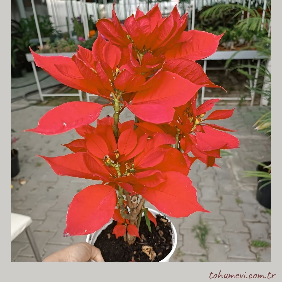 Poinsettia Çiçeği – Ponsetya - Atatürk Çiçeği - Euphorbia pulcherrima