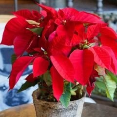 Poinsettia Çiçeği – Ponsetya - Atatürk Çiçeği - Euphorbia pulcherrima