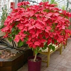 Poinsettia Çiçeği – Ponsetya - Atatürk Çiçeği - Euphorbia pulcherrima