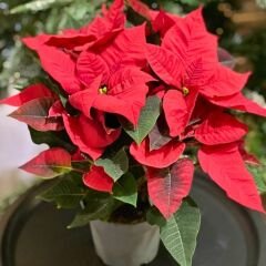 Poinsettia Çiçeği – Ponsetya - Atatürk Çiçeği - Euphorbia pulcherrima