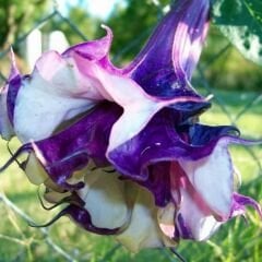Datura Çiçeği - Gece Güzeli -  Cennet Borazanı Tohumu - Mor