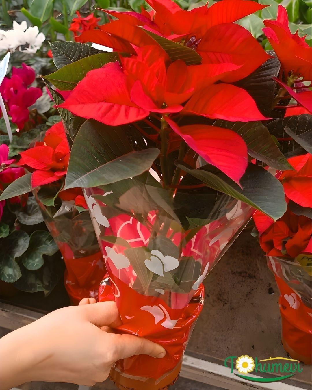 Poinsettia Çiçeği – Ponsetya - Atatürk Çiçeği - Euphorbia pulcherrima