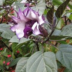 Datura Çiçeği - Gece Güzeli -  Cennet Borazanı Tohumu - Mor
