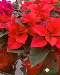 Poinsettia Çiçeği – Ponsetya - Atatürk Çiçeği - Euphorbia pulcherrima