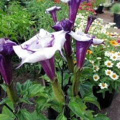 Datura Çiçeği - Gece Güzeli -  Cennet Borazanı Tohumu - Mor