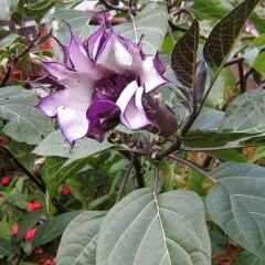 Datura Çiçeği - Gece Güzeli -  Cennet Borazanı Tohumu - Mor