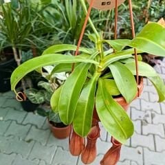 Nepenthes Alata – Et Obur Bitkisi