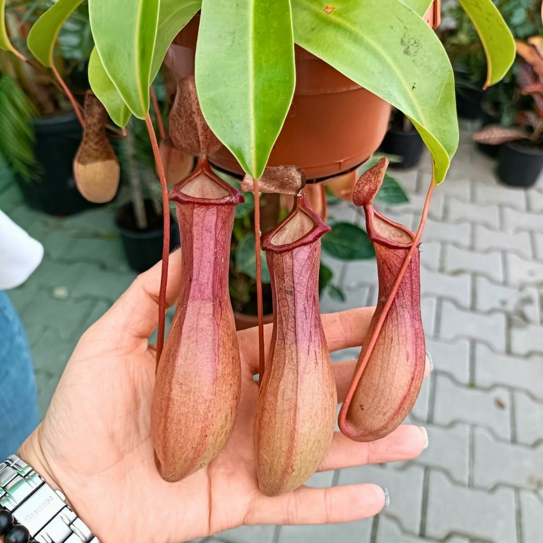 Nepenthes Alata – Et Obur Bitkisi