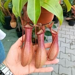 Nepenthes Alata – Et Obur Bitkisi