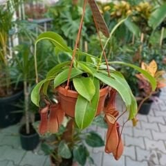 Nepenthes Alata – Et Obur Bitkisi